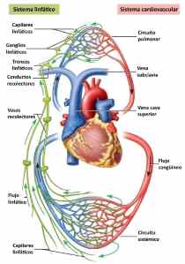 circulacion linfatica