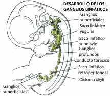 desarrollo de los ganglios linfaticos