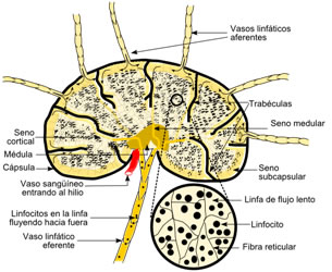 estructura de los ganglios linfaticos