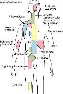 regiões do sistema linfático