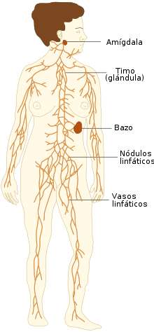 sistema linfatico